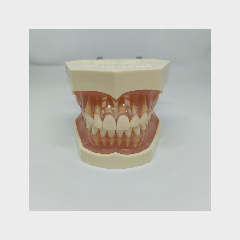 Studiemodel med Aftagelige Tnder 